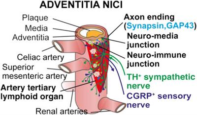 Neuroimmune cardiovascular interfaces in atherosclerosis